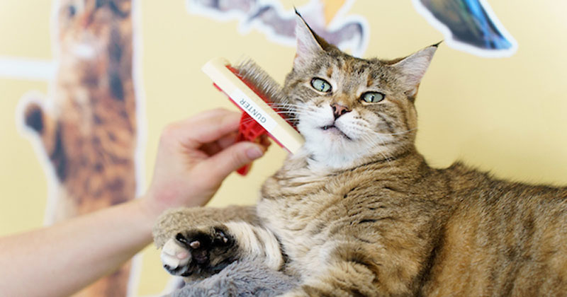 Dermatology
